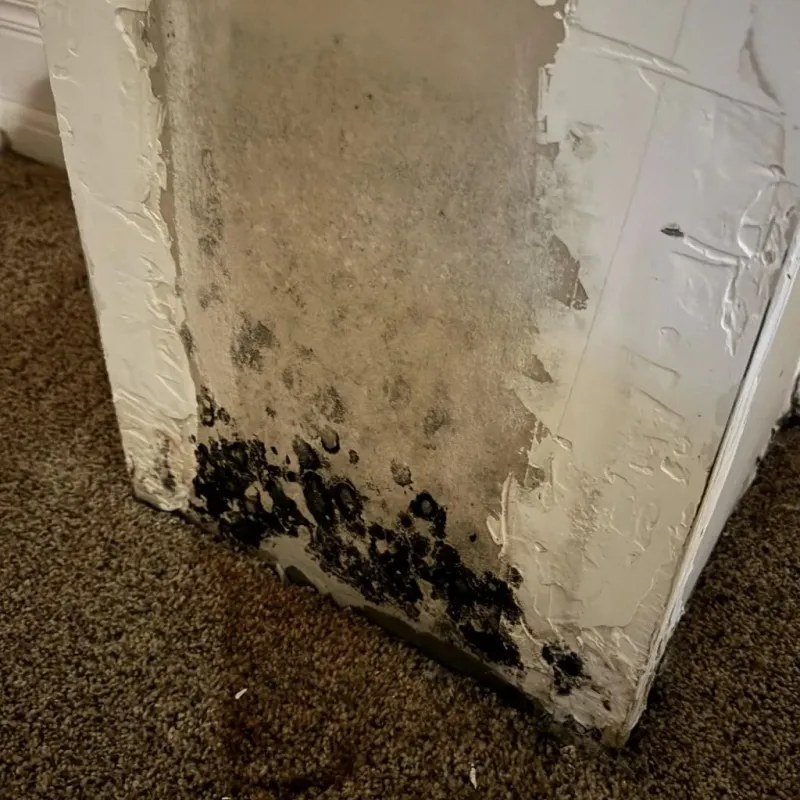 Professional Mold Removal in Gilman, IL